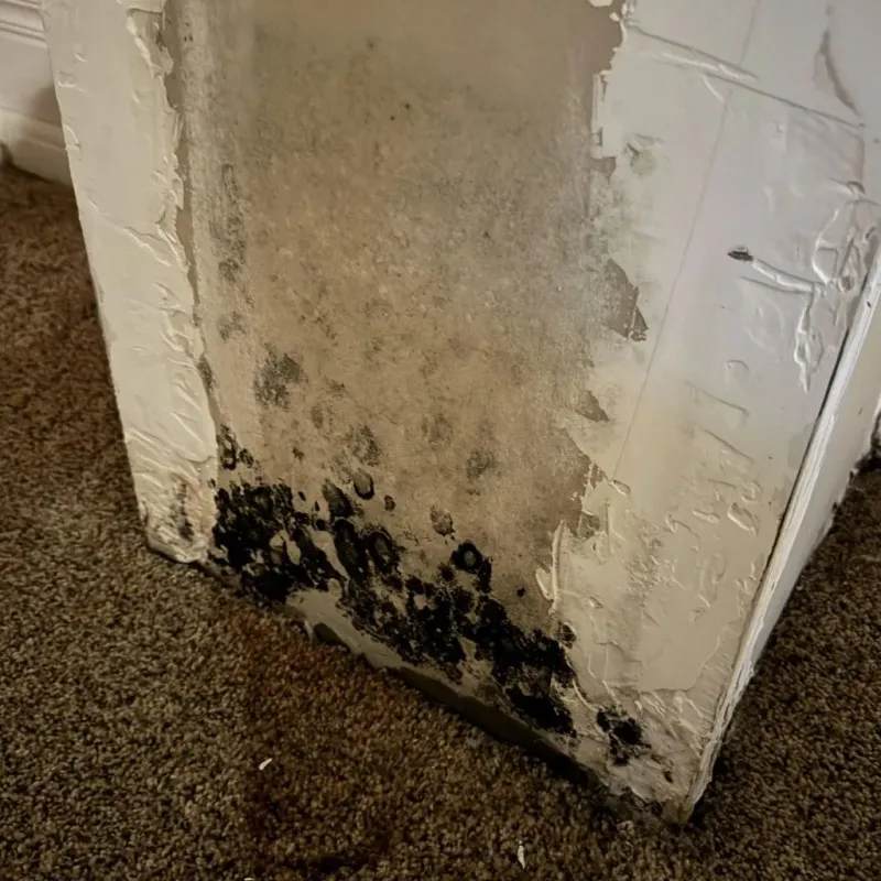 Professional Mold Removal in Wilsonville, AL